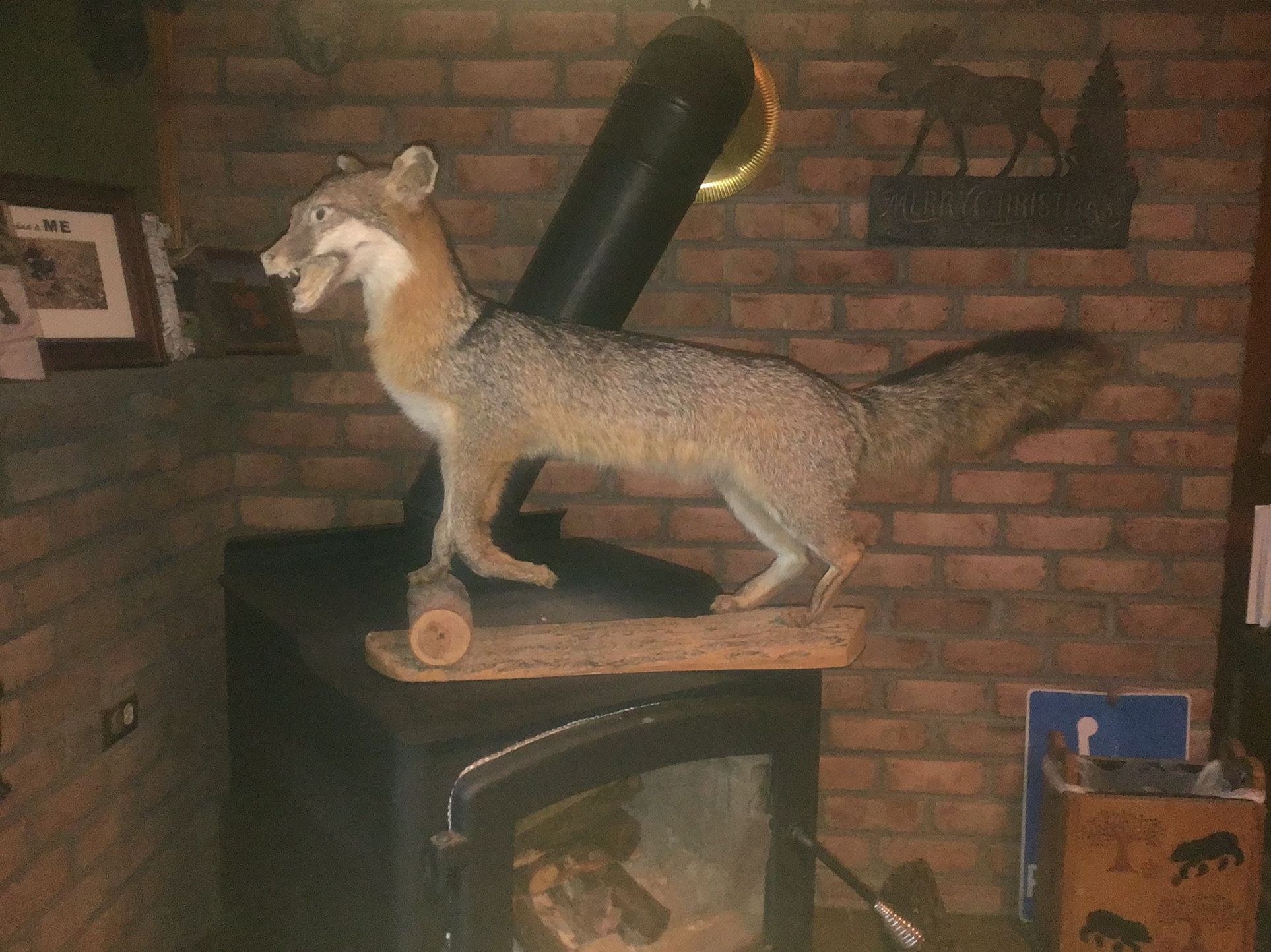 Mounted Fox