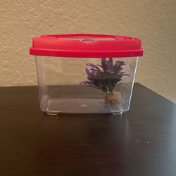 Small Fish Tank With Plant 