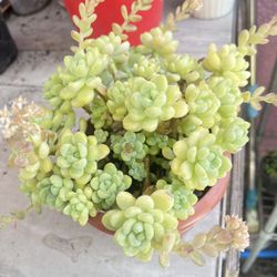 Full Pot Gorge Sedum Succulent Pot.