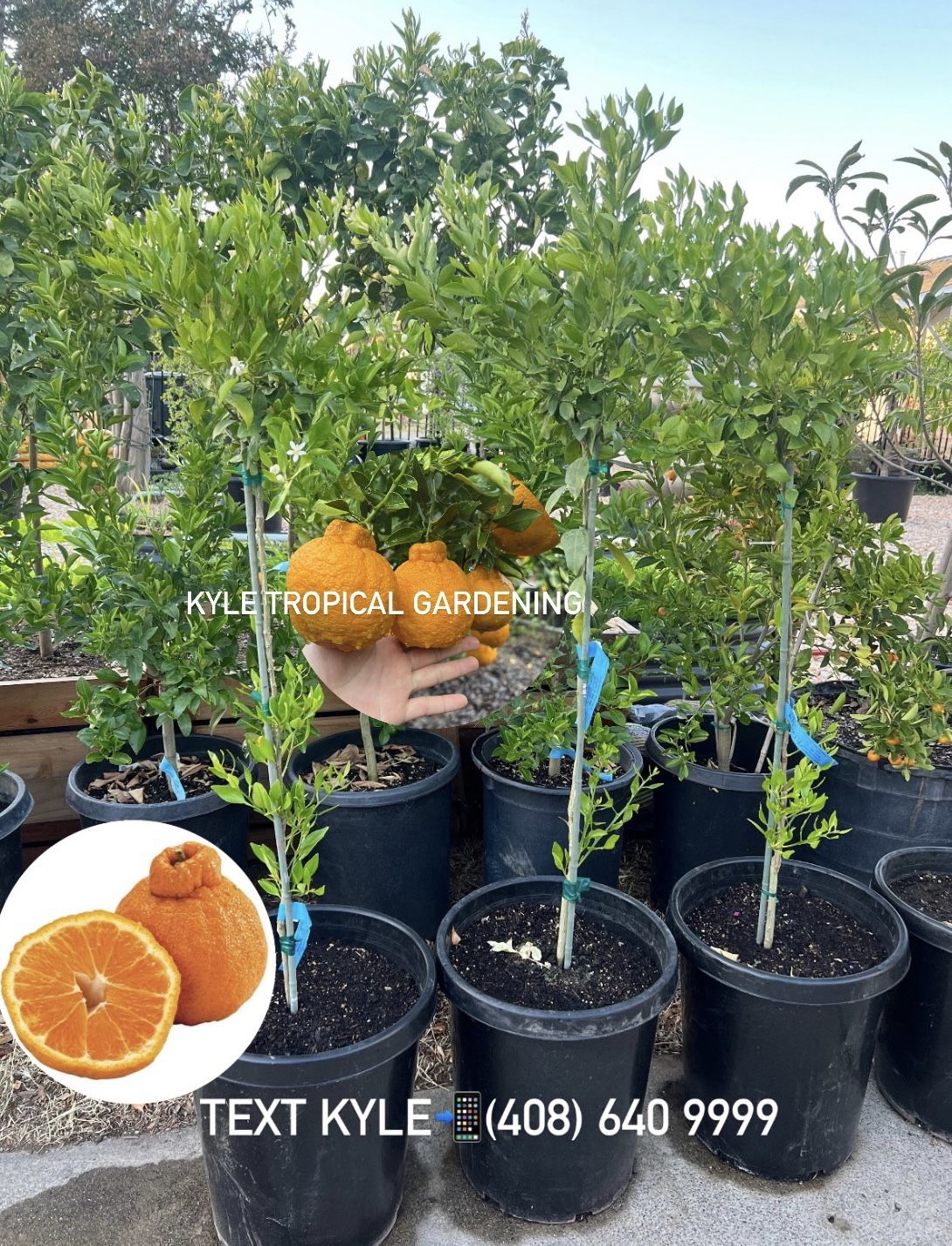 Sumo Mandarin 🍊💰 Quýt Túi Tiền