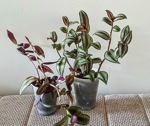 Live Healthy Wandering Jew Indoor Houseplants Each $3