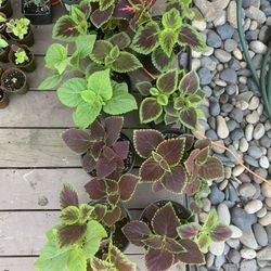 1 Gal Coleus Plants