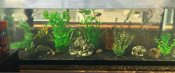 75 GALLON FISHTANK