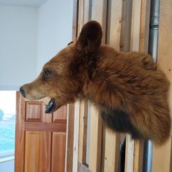 Cinnamon Bear Taxidermy Shoulder Mount 