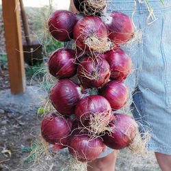 $7.00 each six pack Onions Plant’s 🧅/ Plantas de Cebollas🧅$7.00 el paquetito
