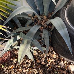 Free Agave Plant