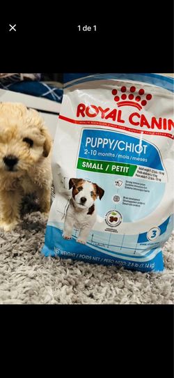 Maltipoo royal canin