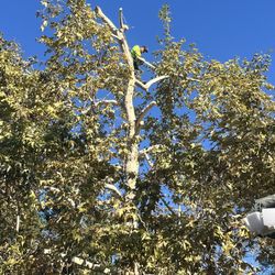 Poda De Árboles 🌴 🌲🌴