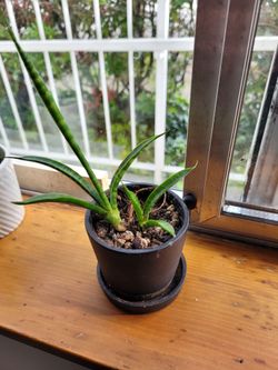 Snake plant pup