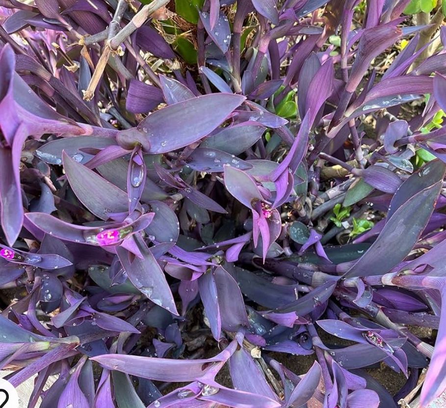Purple Queen Wandering Jew Plant