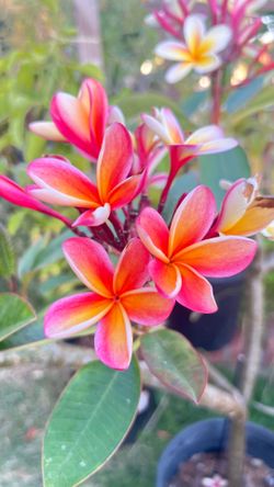 Rainbow Plumeria