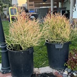 Plants Succulents Great Prices Different Prices 