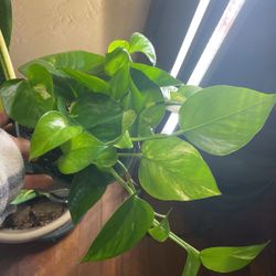 Indoor Live Plant Potho