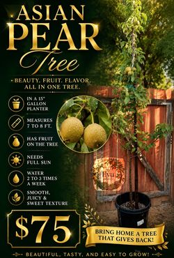 Asian pear tree 🌳🍐🤎
