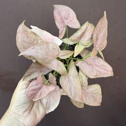4” Syngonium pink perfection