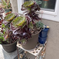 Succulent Plant