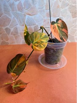 Philodendron Mican Highly Variegated Orange Aurea Plant- 5inch