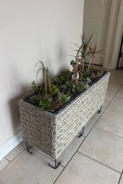 Indoor plants