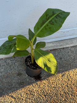 CAVENDISH BANANA TREE