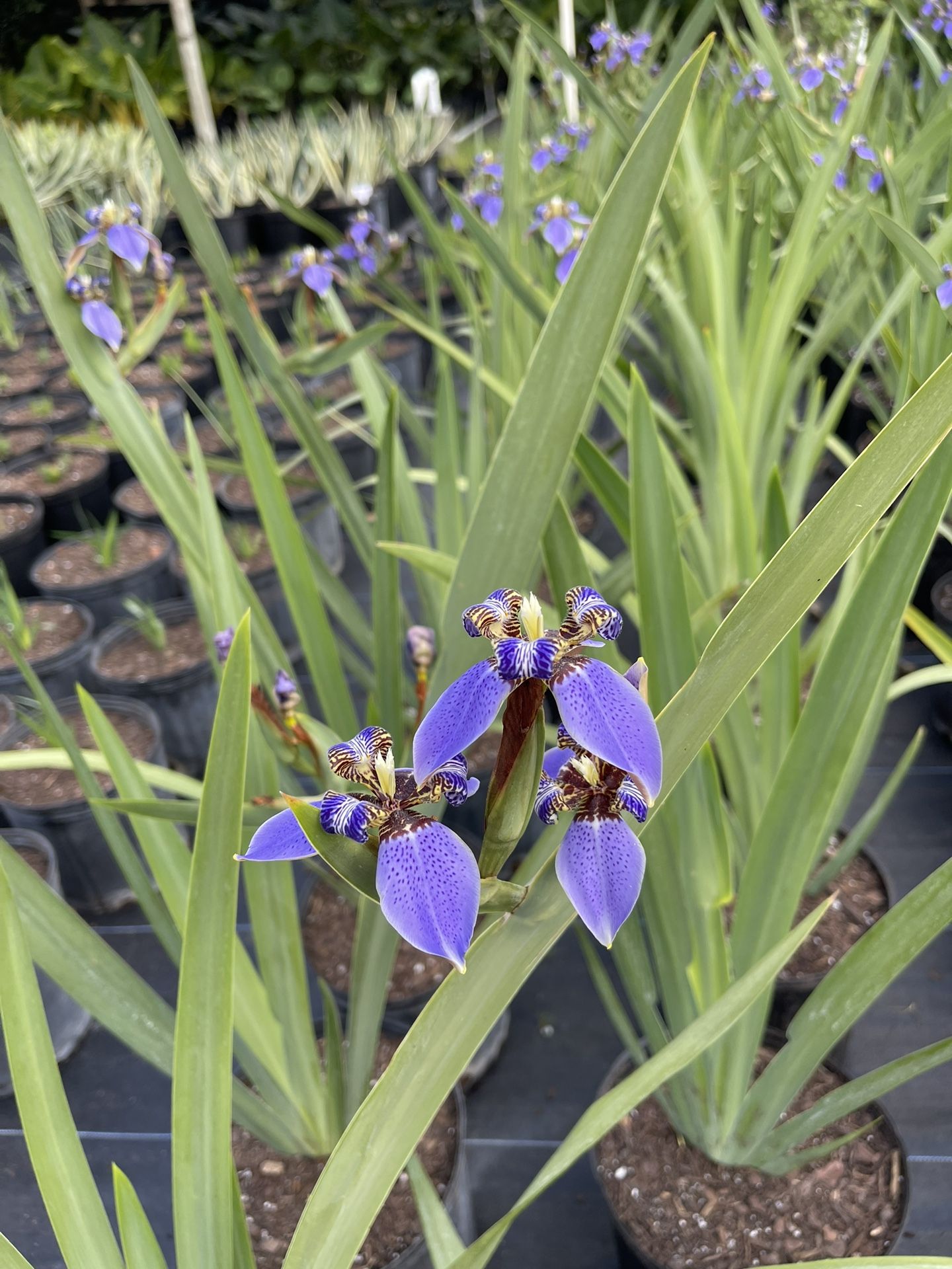Apostle Plant, Fan Iris