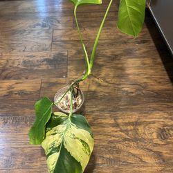 Variegated Monstera Aurea Plant