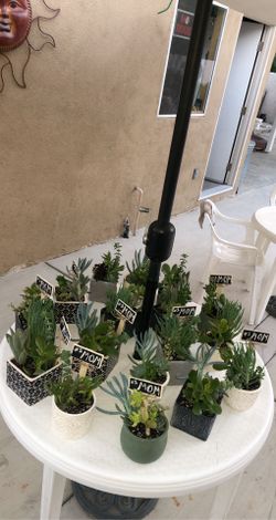 Succulent Plants (Home Decor)