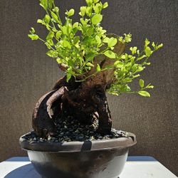 Old Ficus Benjamin Bonsai Tree . Outdoor and Indoor plant