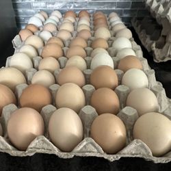 Organic Free Range Eggs 