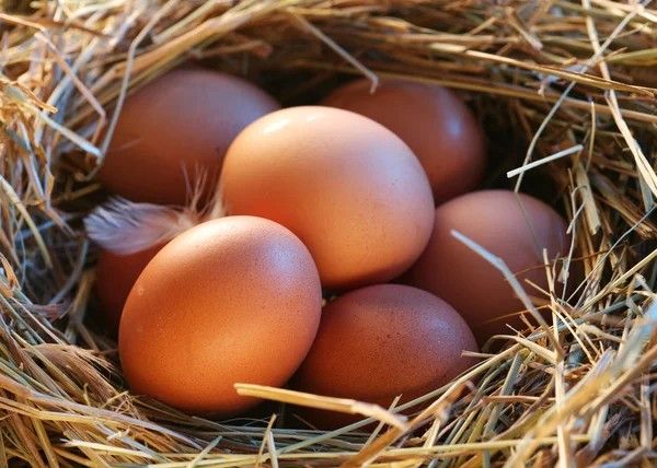 Huevos De Rancho Organicos