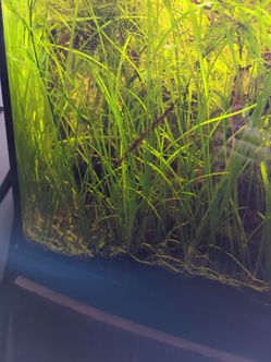 Tallgrass Live Aquarium Plants