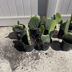 Nopales/cactus