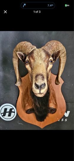 Taxidermy Ram Shoulder Mount Head Horn