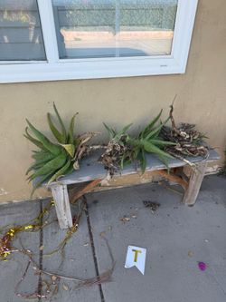 Free Aloe Vera plants