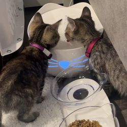 Cat Water Fountain