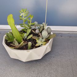 Succulent for sale