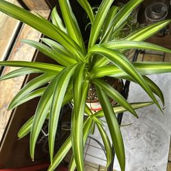 Healthy Hawaiian spider one and Half year mature plant With Baby