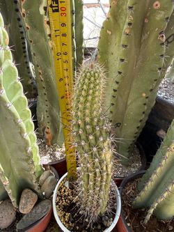 Trichocereus Grandiflorus -Torch Cactus