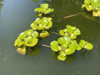 1 Water hyacinth $2