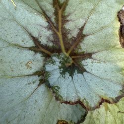 Begonia Rex Escargot