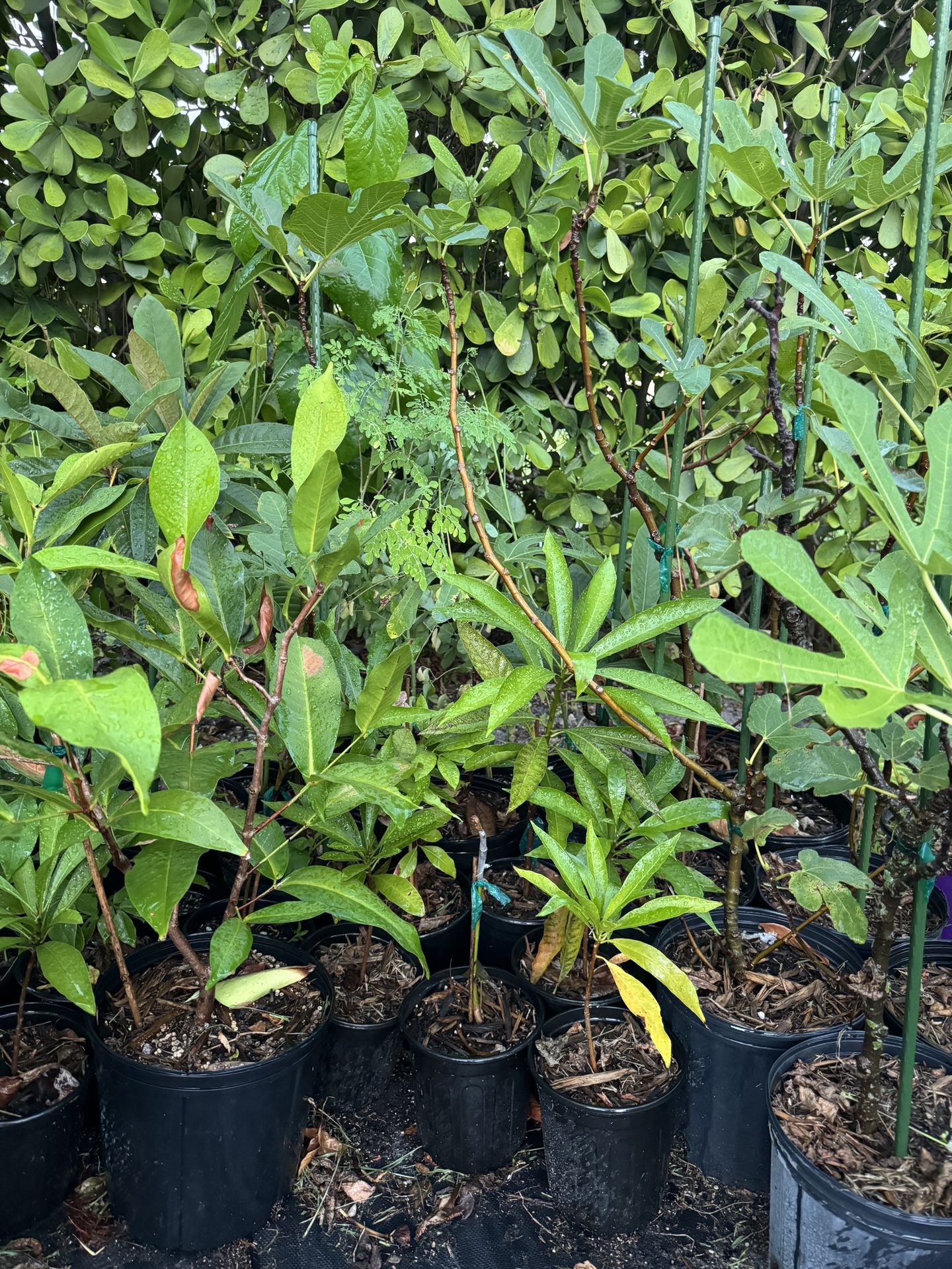 Various Fruit Plants $10-$25 Better Pricing For Multiple 