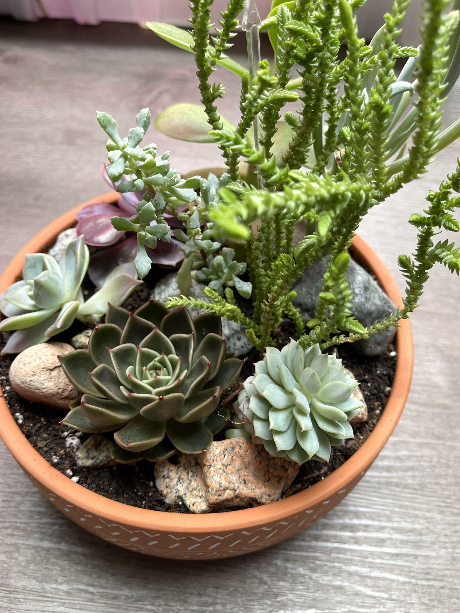 🎁🛍️Beautifully Mixed Succulents House Plants In A Pot 3.5"x9" With Drainage