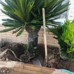 Saigon Palms Nice Size 4 To 5  Feet Tall One Is About 6 Ft  