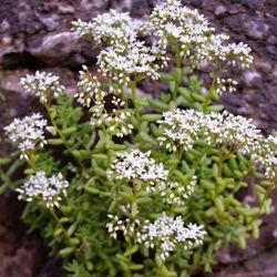 Sedum album (White Stonecrop)