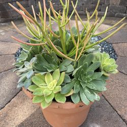 Succulents