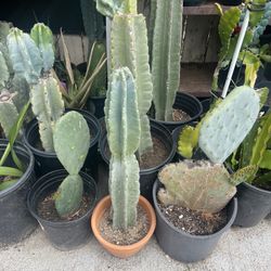 Cactus 4 Dlrs UP
