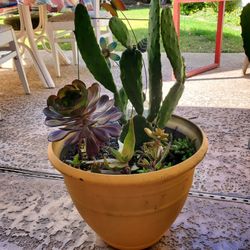 Succulents (W/planter And Decor)