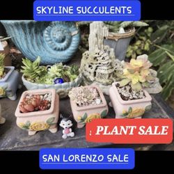 PLANT WITH BEAUTIFUL POT ONLY $12 EACH  PICK UP SATURDAY 9/9 IN SAN LORENZ0 BETWEEN 1PM>5PM