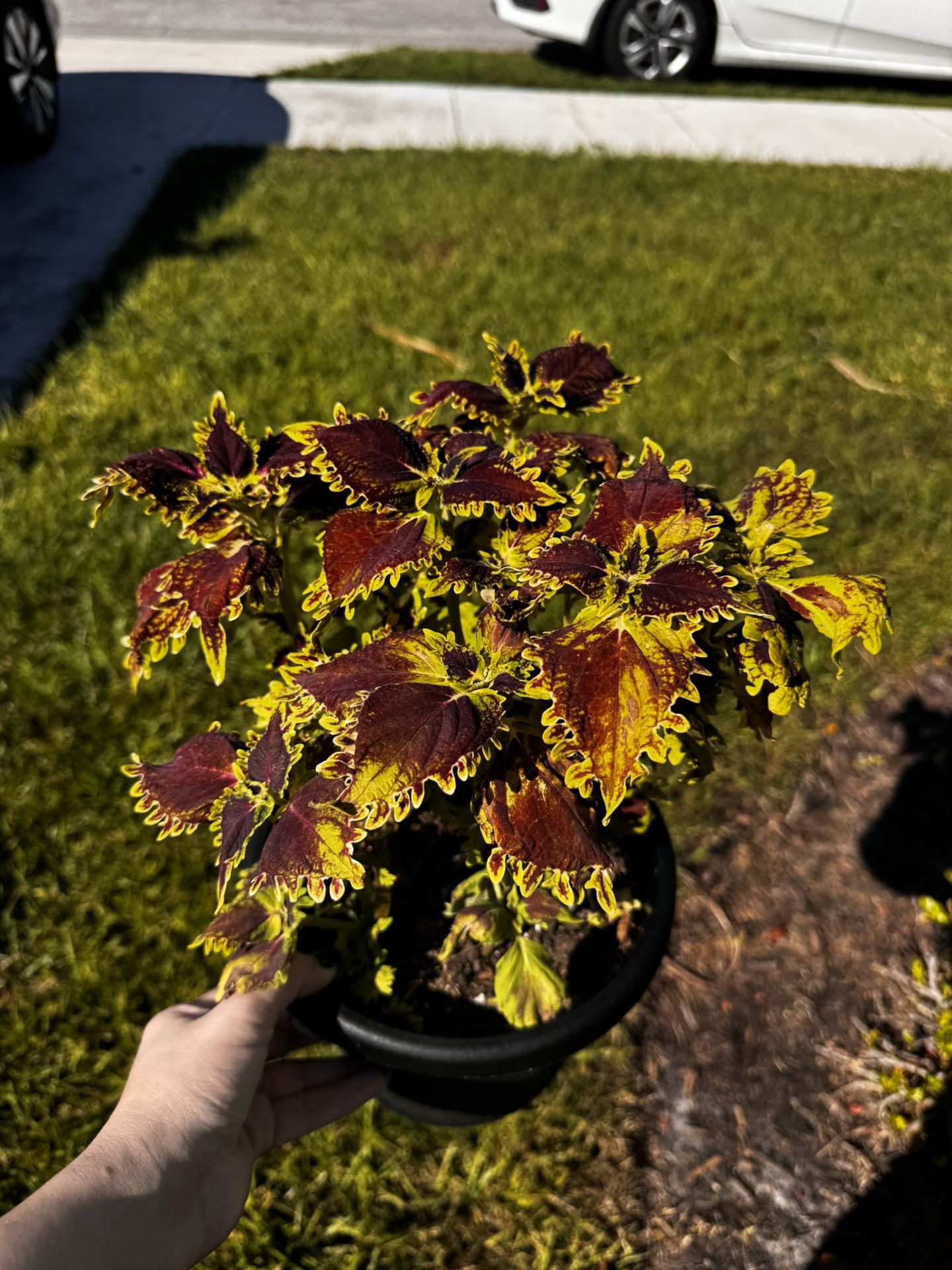 Coleus Plants