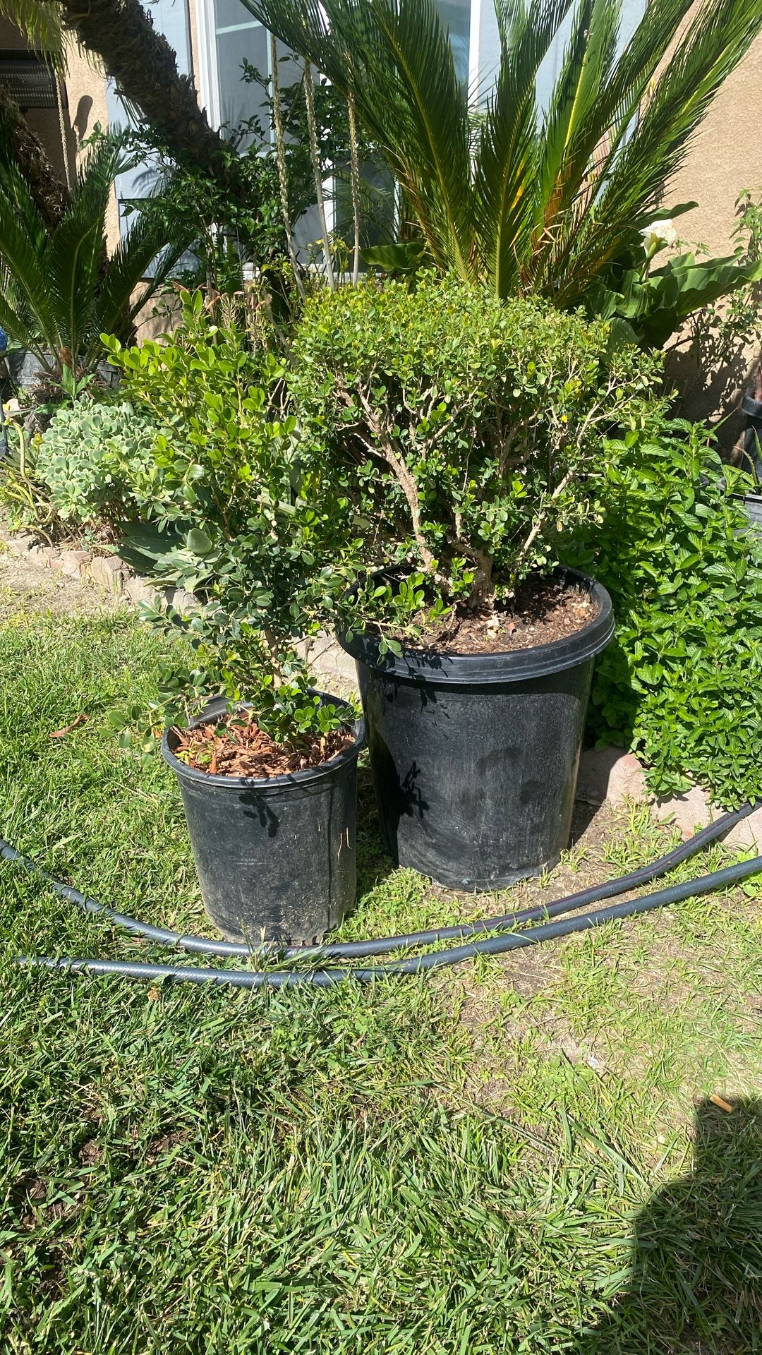 $40 Dollars For Both