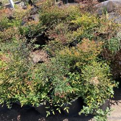 Plants